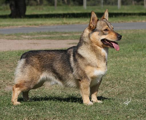 Swedish Vallhund 9Y777D-010.JPG